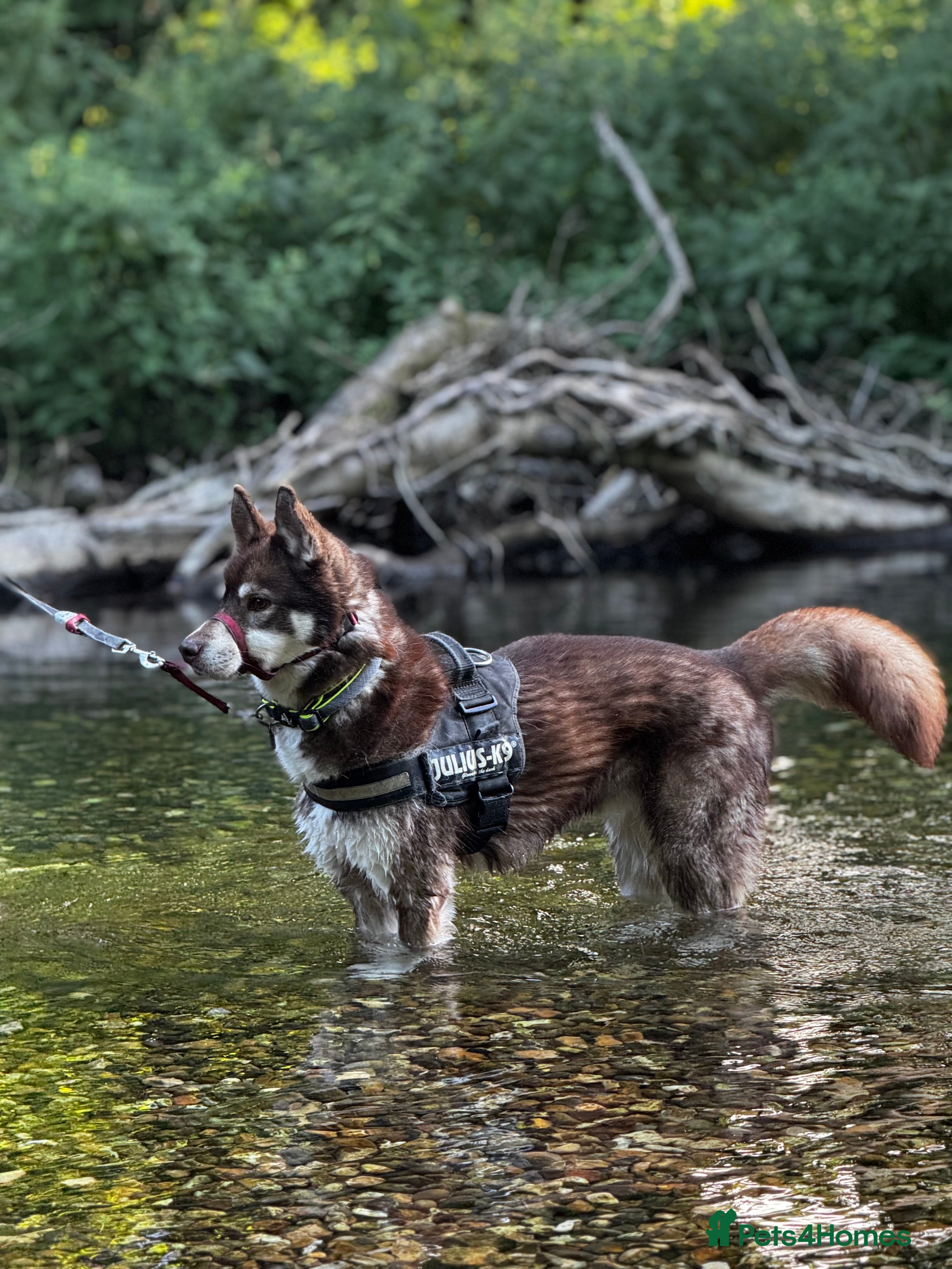 Siberian Husky dogs Siberian Husky - Advert 10
