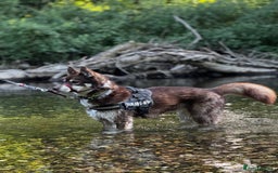 Siberian Husky dogs for sale: Siberian Husky - Advert 1