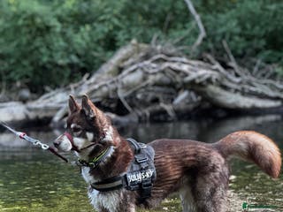 Siberian Husky dogs Siberian Husky - Advert 9