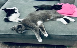 British Shorthair cats for sale: Male,Female  - Image 14