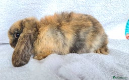 Mini Lop rabbits for sale: Mini lop bunny  - Image 2