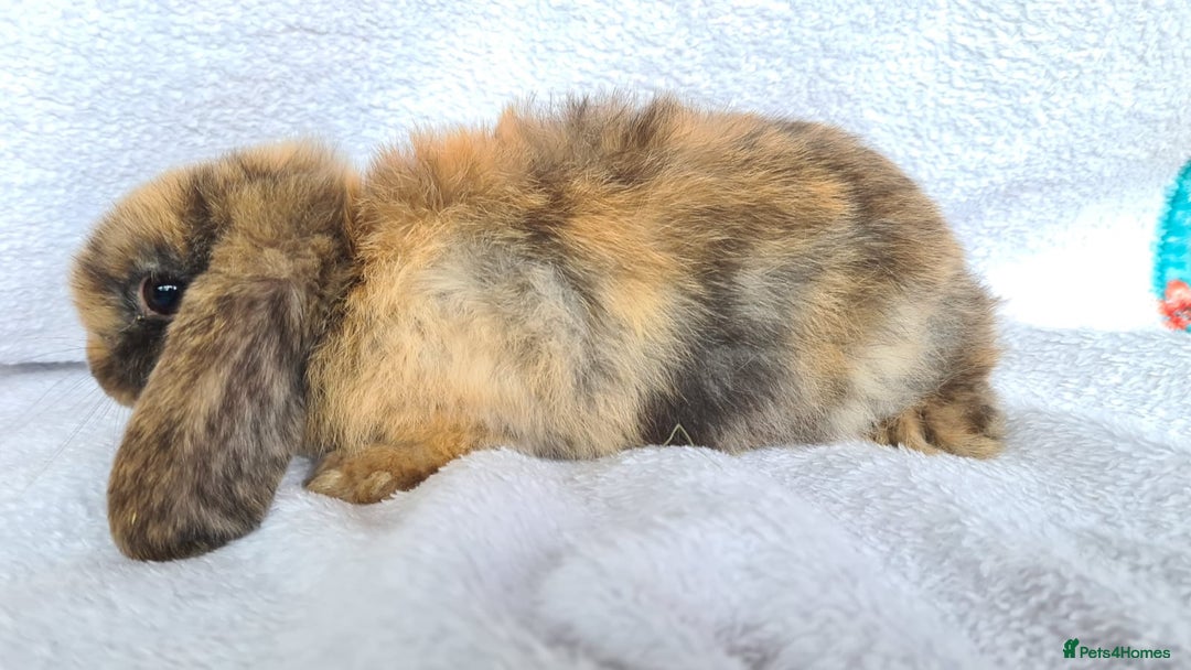 Mini Lop rabbits for sale: Mini lop bunny  - Image 2