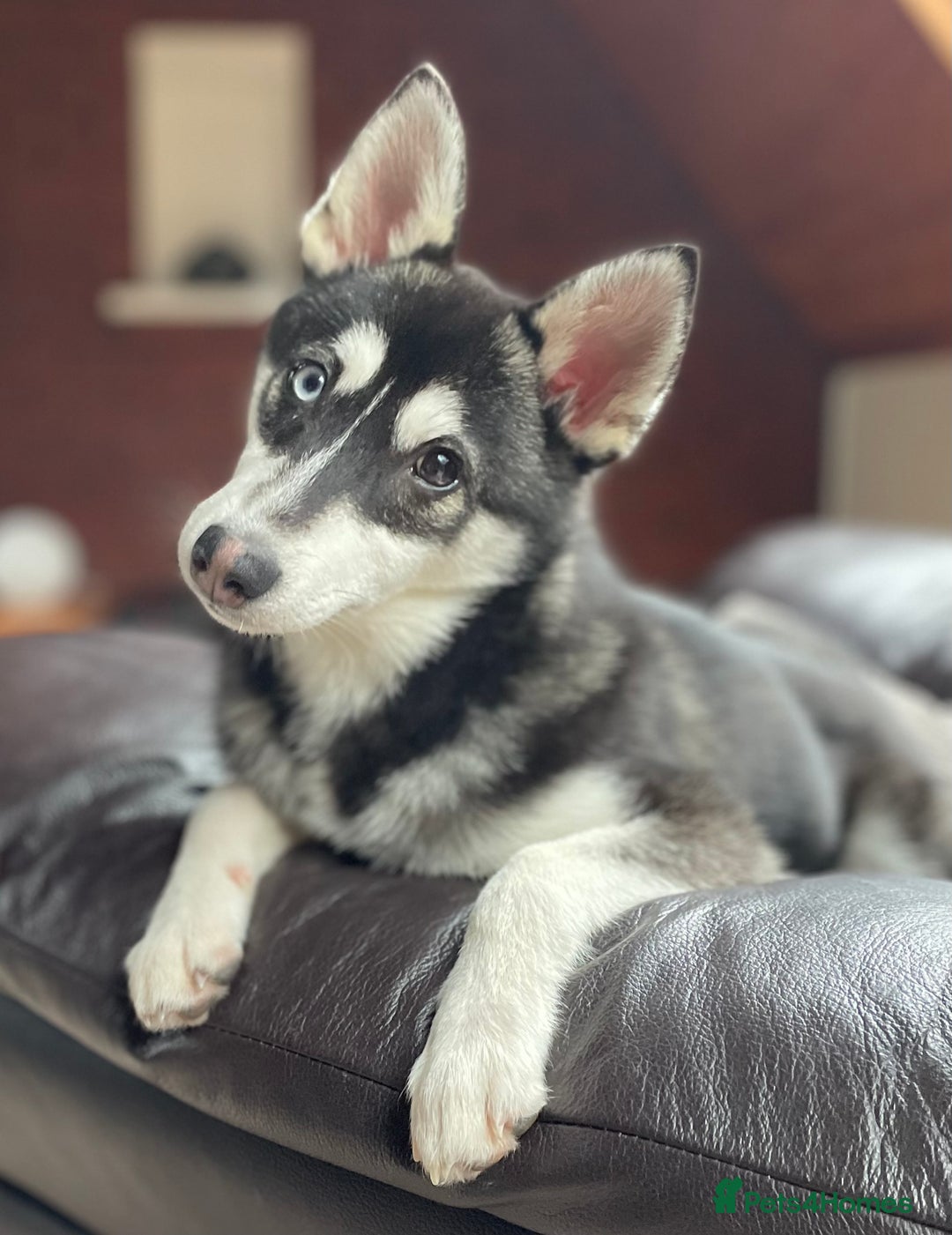 Pomsky dogs for stud: Beautiful F2 bi-eyed Pomsky for STUD  - Advert 1