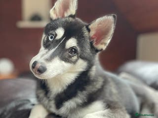 Pomsky dogs Beautiful F2 bi-eyed Pomsky for STUD - Advert 1