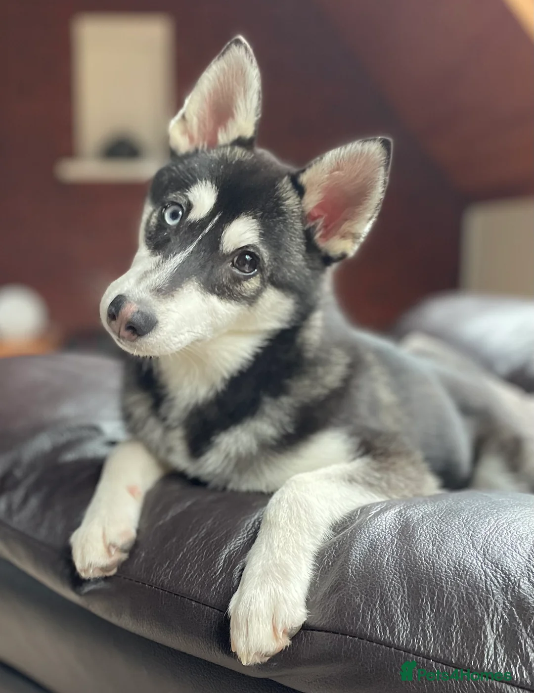 Pomsky dogs for stud: Beautiful F2 bi-eyed Pomsky for STUD  - Advert 1