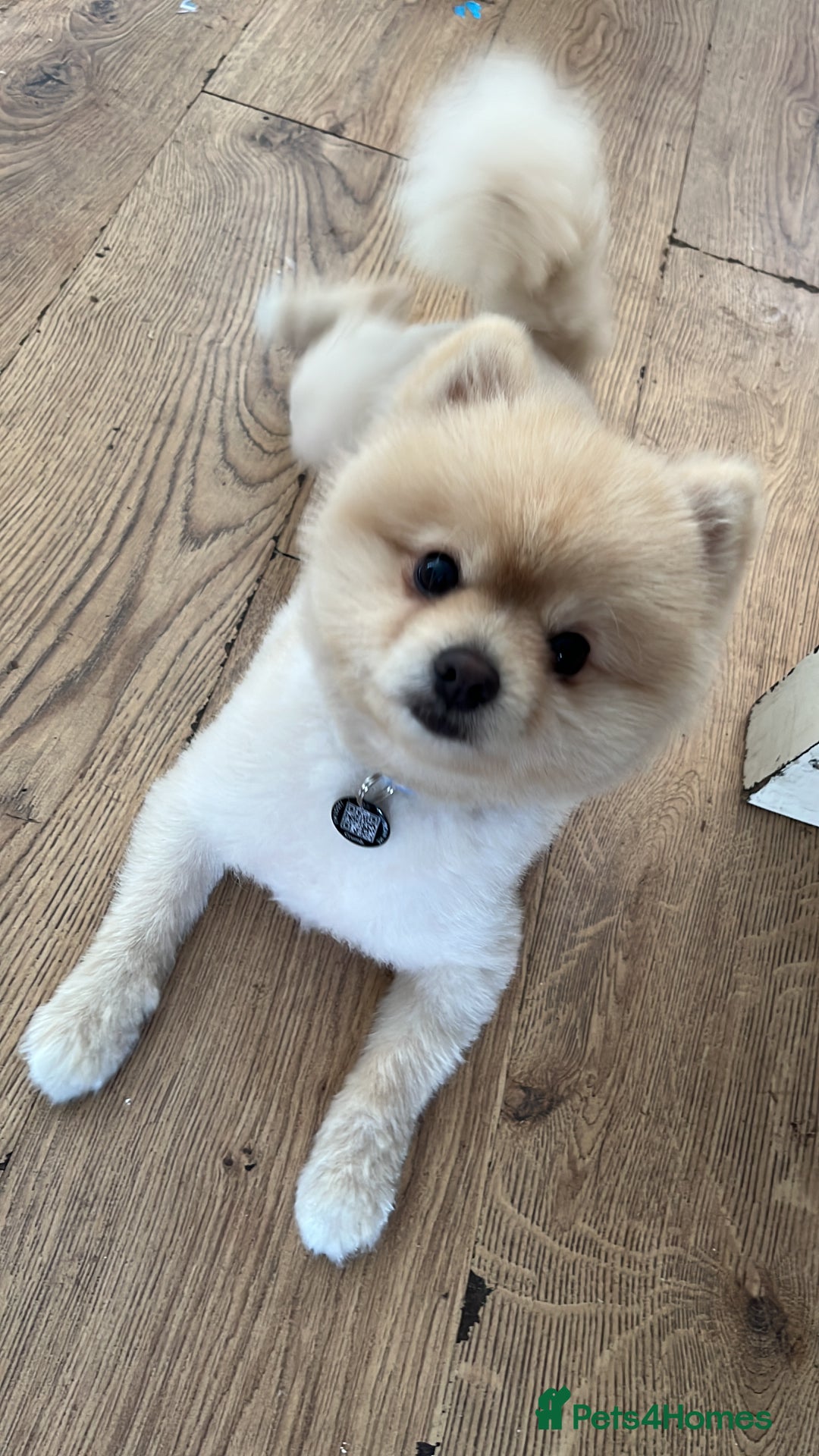 Pomeranian dogs for stud: Pomeranian for stud - Advert 3