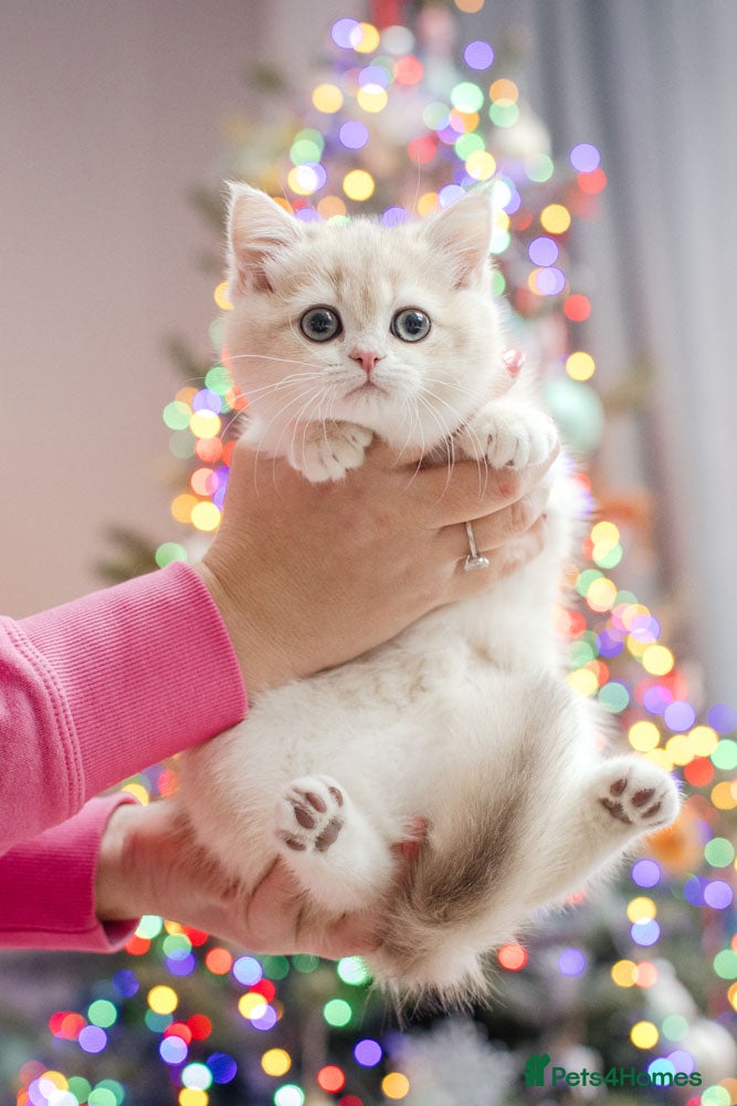 British Shorthair cats Champions lines Golden blue Ay12 BSH kittens - Advert 2