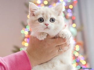 British Shorthair cats Champions lines Golden blue Ay12 BSH kittens - Advert 2