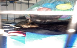 Siberian cats for sale: Siberian x Chartreux - Image 3