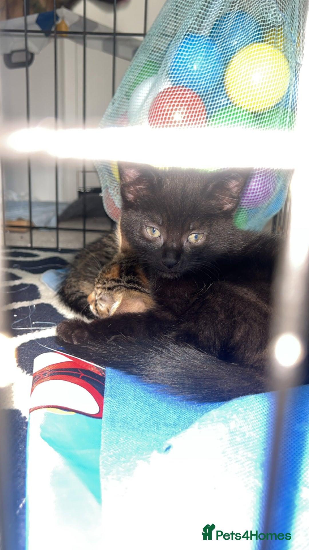 Siberian cats for sale: Siberian x Chartreux - Image 3