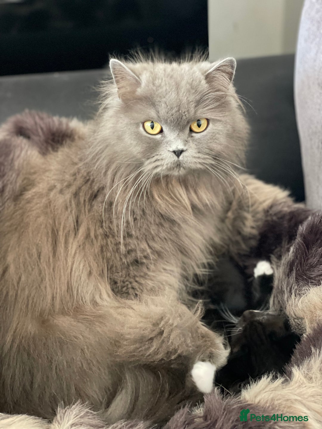 British Longhair cats for sale: British long-haired kittens - Image 10