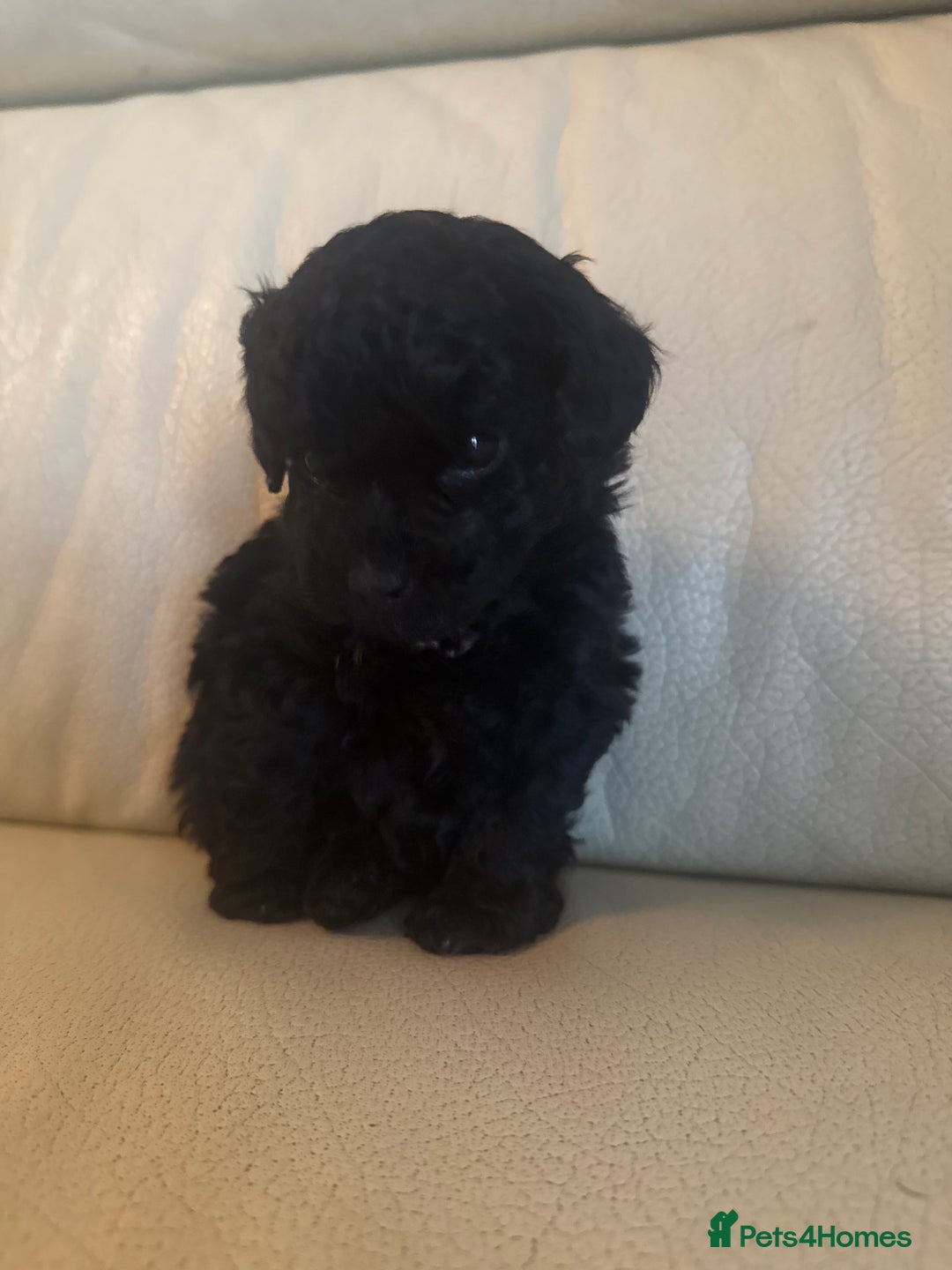 Toy Poodle dogs for sale: 3 adorable toy poodles. Multicoloured, check des. - Advert 12