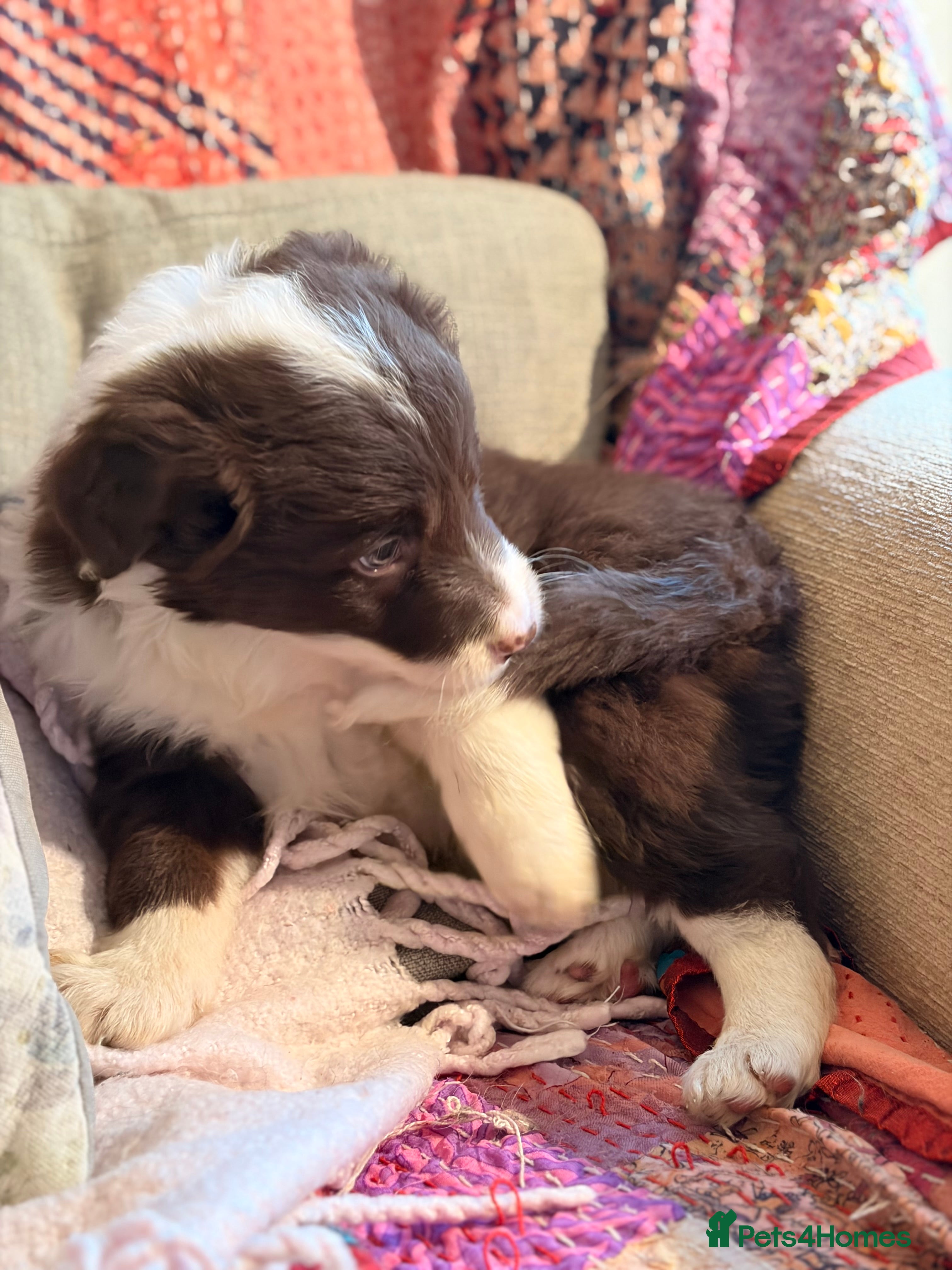 Border Collie dogs HEALTH TESTED CLEAR PARENTS BORDER COLLIE PUPS - Advert 4