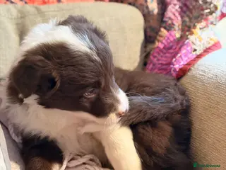 Border Collie dogs HEALTH TESTED CLEAR PARENTS BORDER COLLIE PUPS - Advert 4