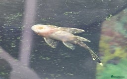 Plecos fish for sale: Bristlenose Plecs - Image 3