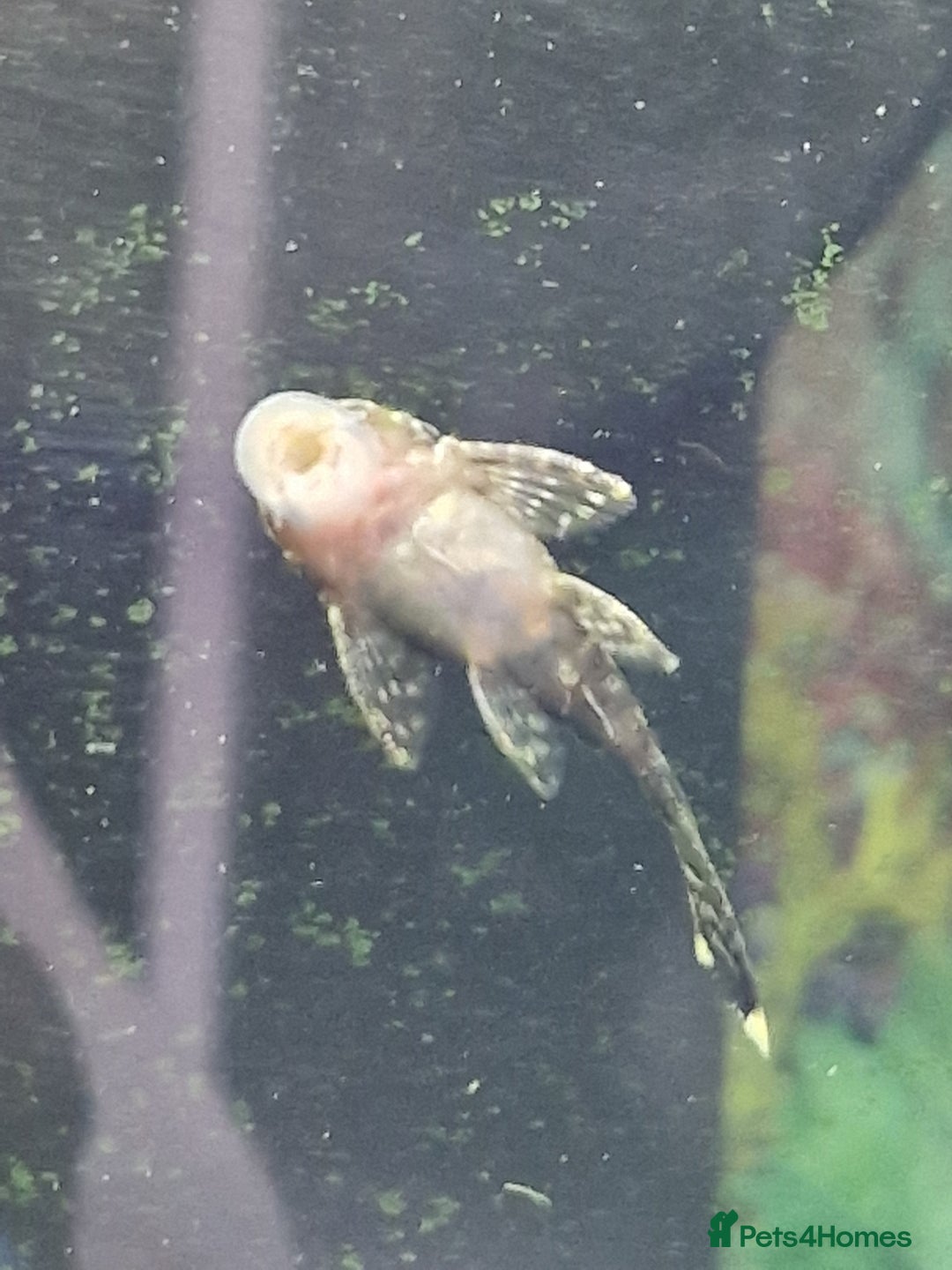 Plecos fish for sale: Bristlenose Plecs - Image 3