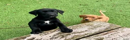 Labrador Retriever dogs for sale: KC reg Labrador , health tested parents  - Advert 6