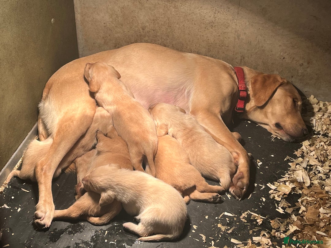 Labrador Retriever dogs for sale: KC Registered Labrador Puppies for Sale - Advert 24