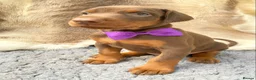 Dobermann dogs for sale: KC REG HEALTH TESTED EUROPEAN DOBERMAN PUPPIES - Advert 37