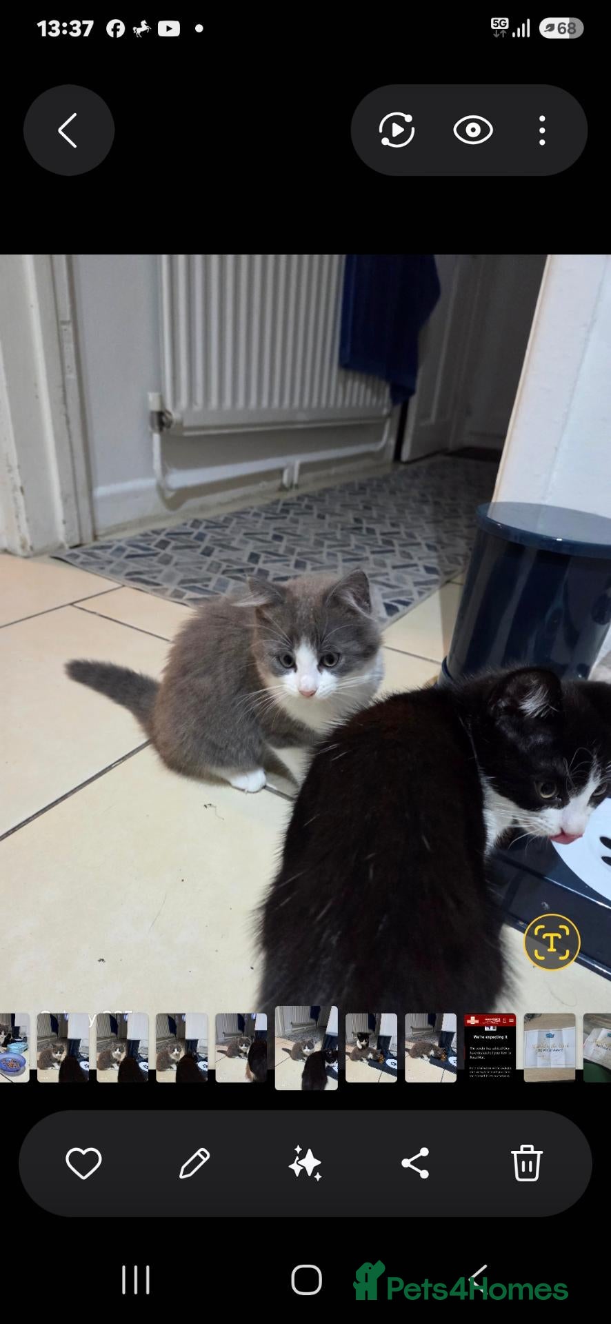 European cats Beautiful kittens  - Advert 5
