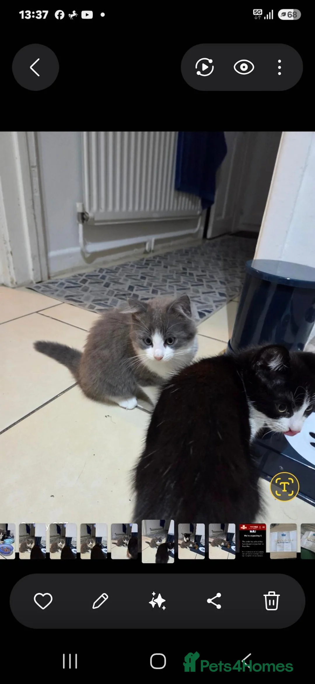 European cats for sale: Beautiful kittens  - Advert 1