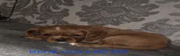Cavalier King Charles Spaniel dogs for sale: Cavalier king charles spaniels in Fleetwood - Advert 18