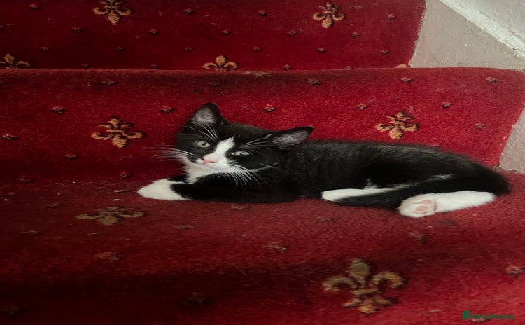 Mixed Breed cats - Advert 2