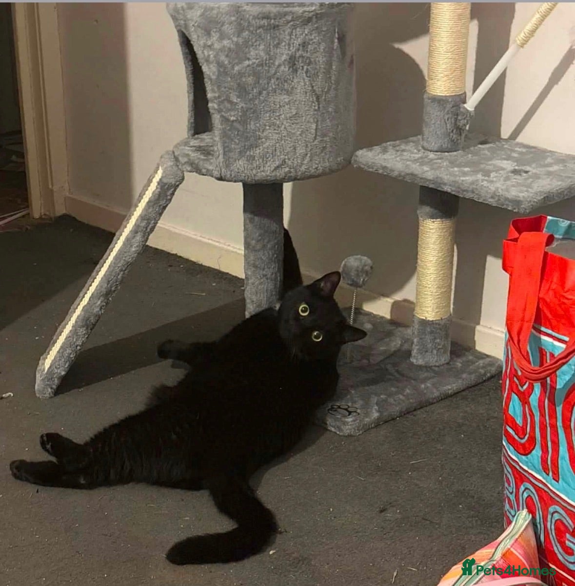 Domestic Shorthair cats Domestic Shorthair Male Cat Looking for rehome - Advert 4