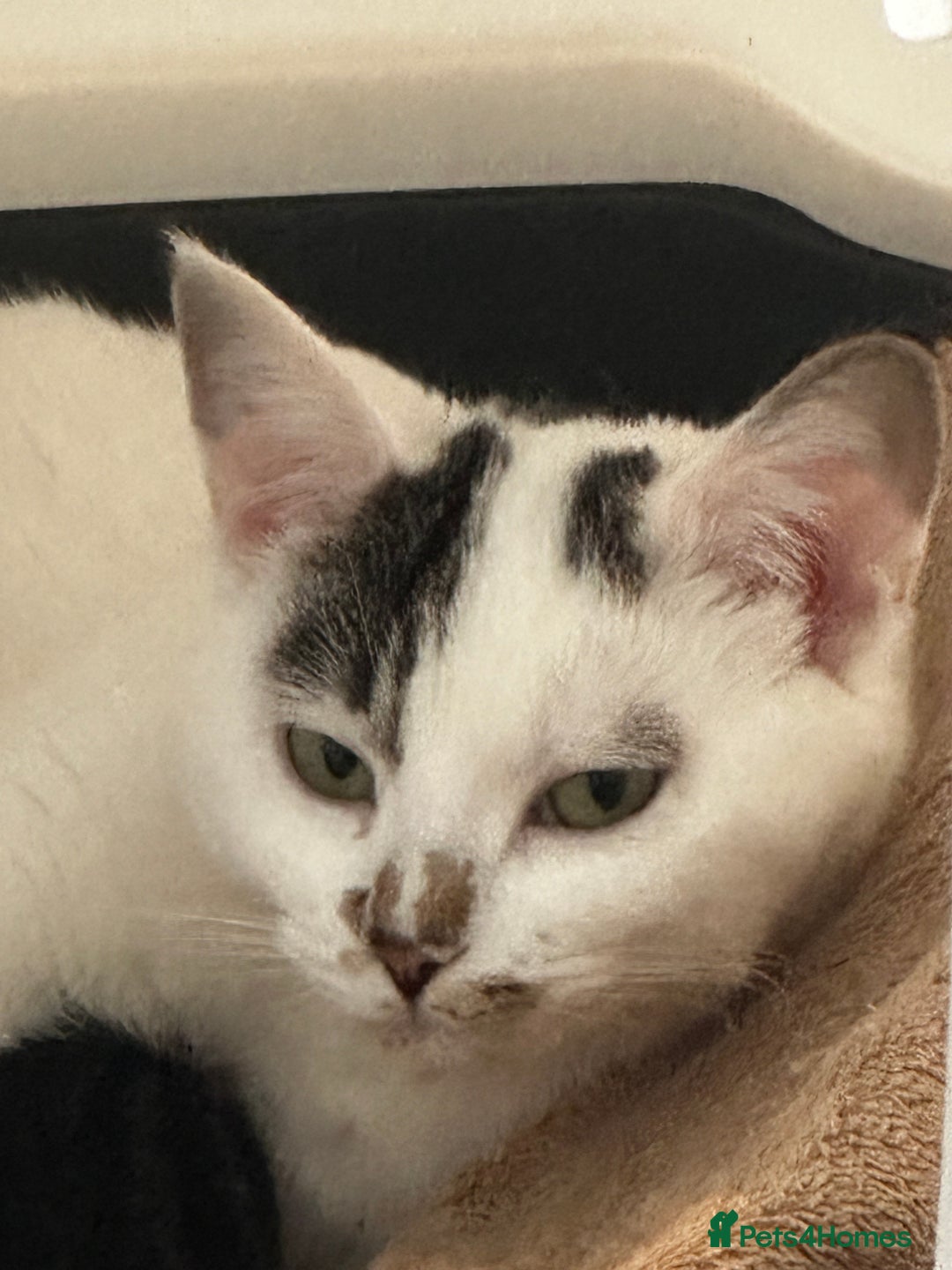 Mixed Breed cats for sale: Adorable Family-Raised Kittens 🐱  - Advert 1