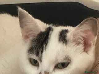 Mixed Breed cats Adorable Family-Raised Kittens 🐱 - Advert 16