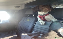 Sprocker dogs for sale: Sprocker spaniel  - Image 1