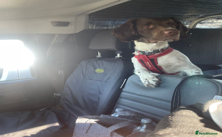 Sprocker dogs - Advert 1