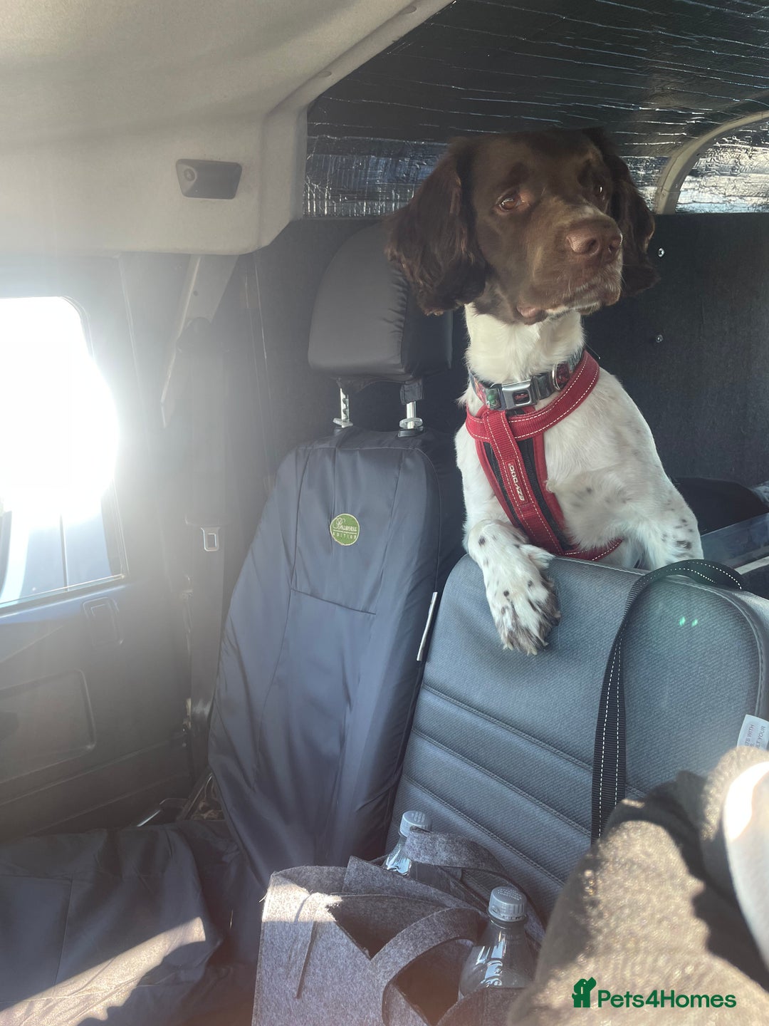 Sprocker dogs for sale: Sprocker spaniel  - Image 1