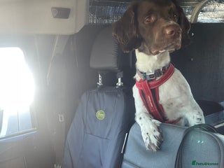 Sprocker dogs for sale - Advert 1