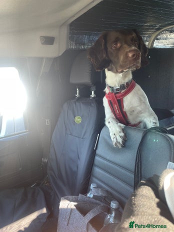 Sprocker dogs - Advert 1