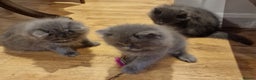 British Longhair cats for sale: Blue & Lilac Gorgeous fluffy BLH male kittens - Advert 16