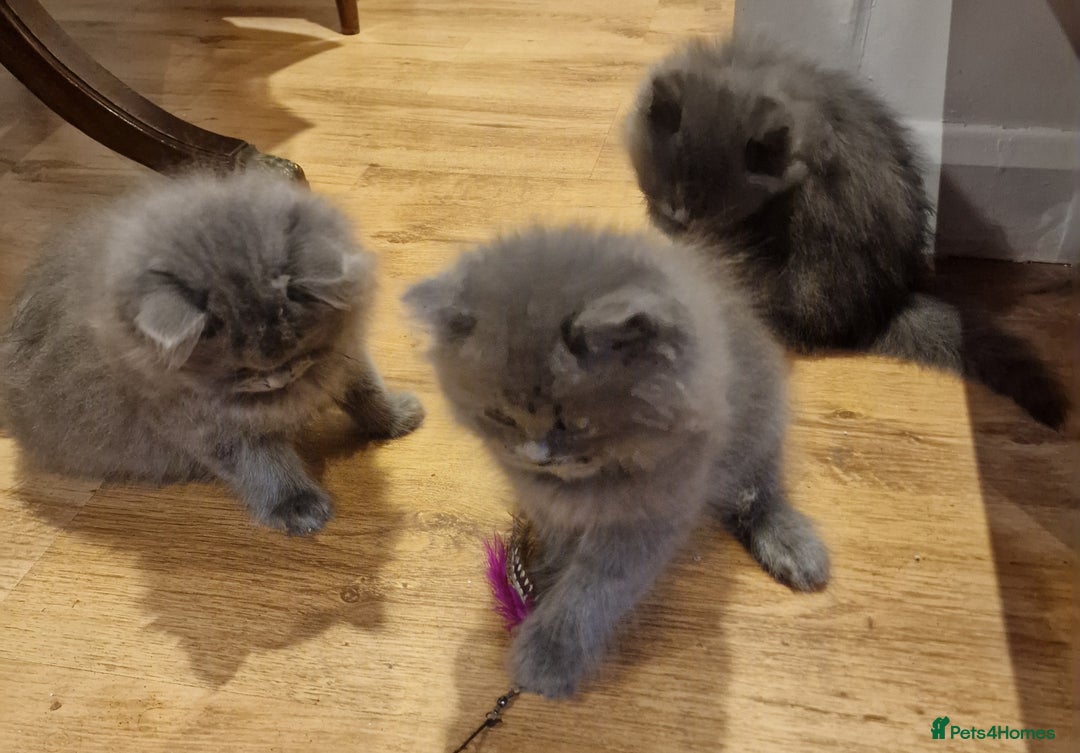 British Longhair cats for sale: Blue & Lilac Gorgeous fluffy BLH male kittens - Advert 16