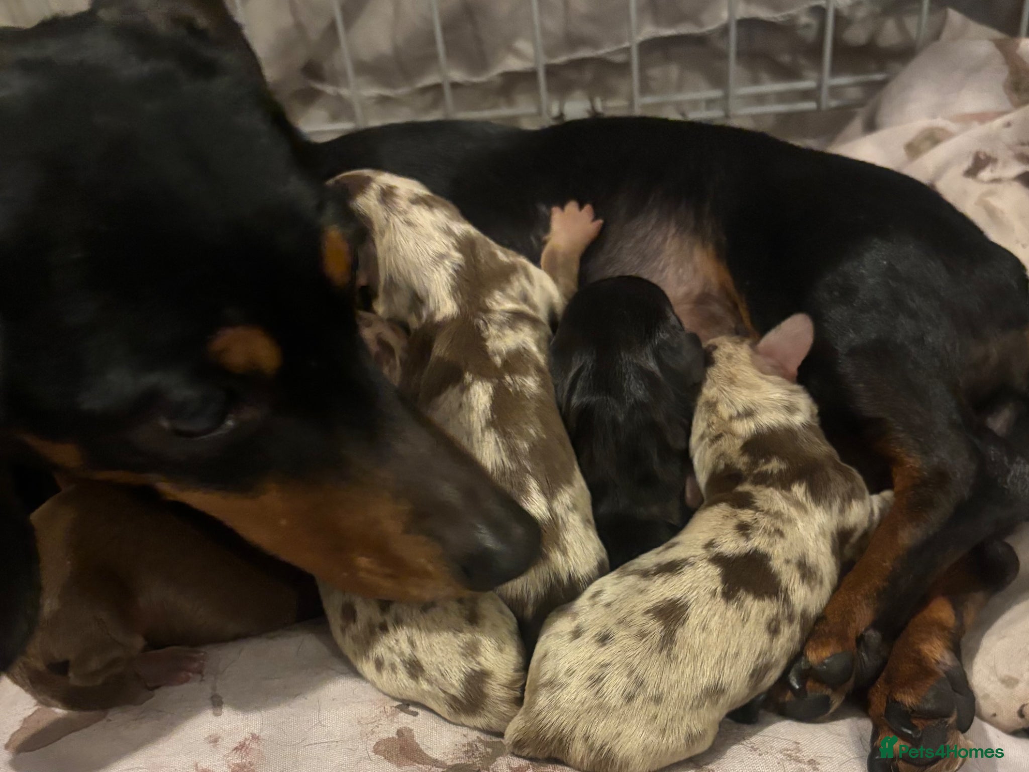 Miniature Dachshund dogs Tiny tiny miniature Dachshund puppy’s  - Advert 2