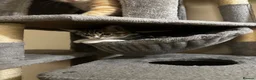 Domestic Shorthair cats for sale: Beautiful Tabby Girl Seeking Her Forever Home 🐾 - Advert 20
