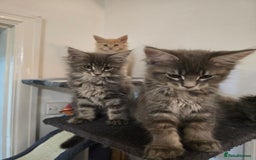 Maine Coon cats for sale: Beautiful Maine coon kittens  - Image 1