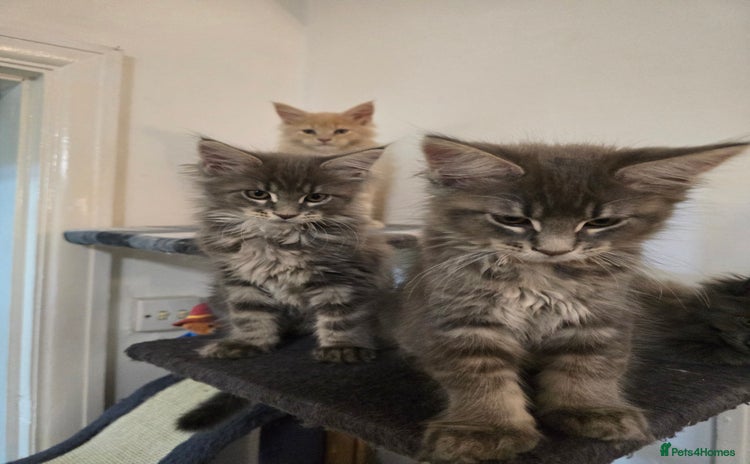 Maine Coon cats - Advert 2