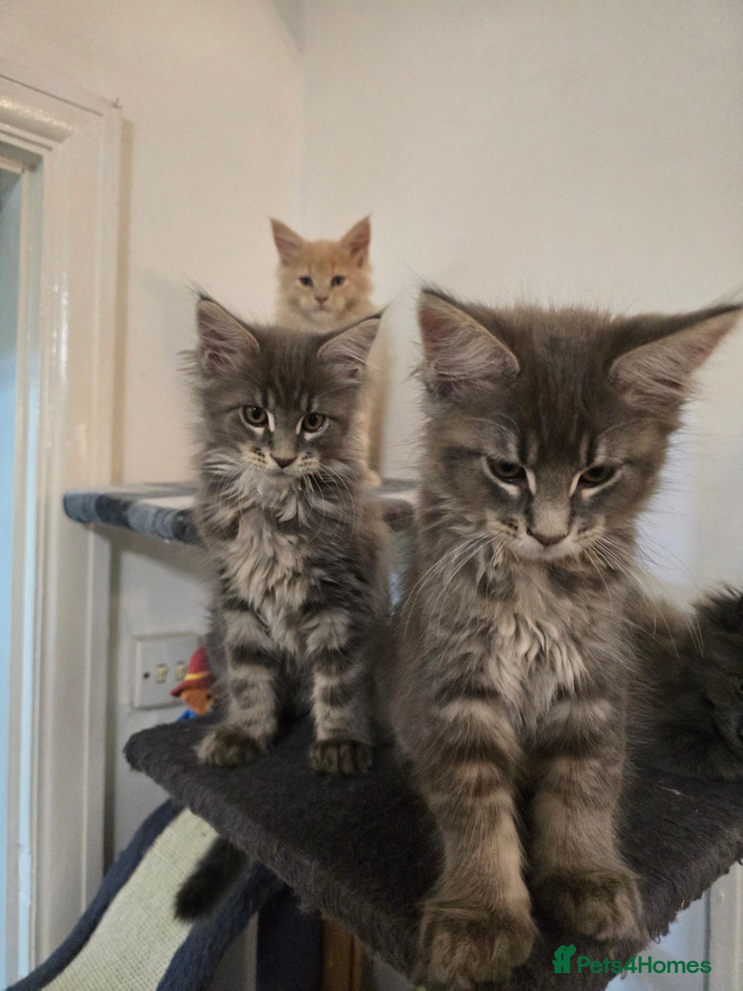 Maine Coon cats for sale: Beautiful Maine coon kittens  - Image 1