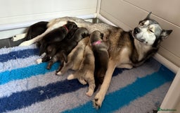 Siberian Husky dogs for sale: Kc Registered Agouti Male Puppy - Image 7