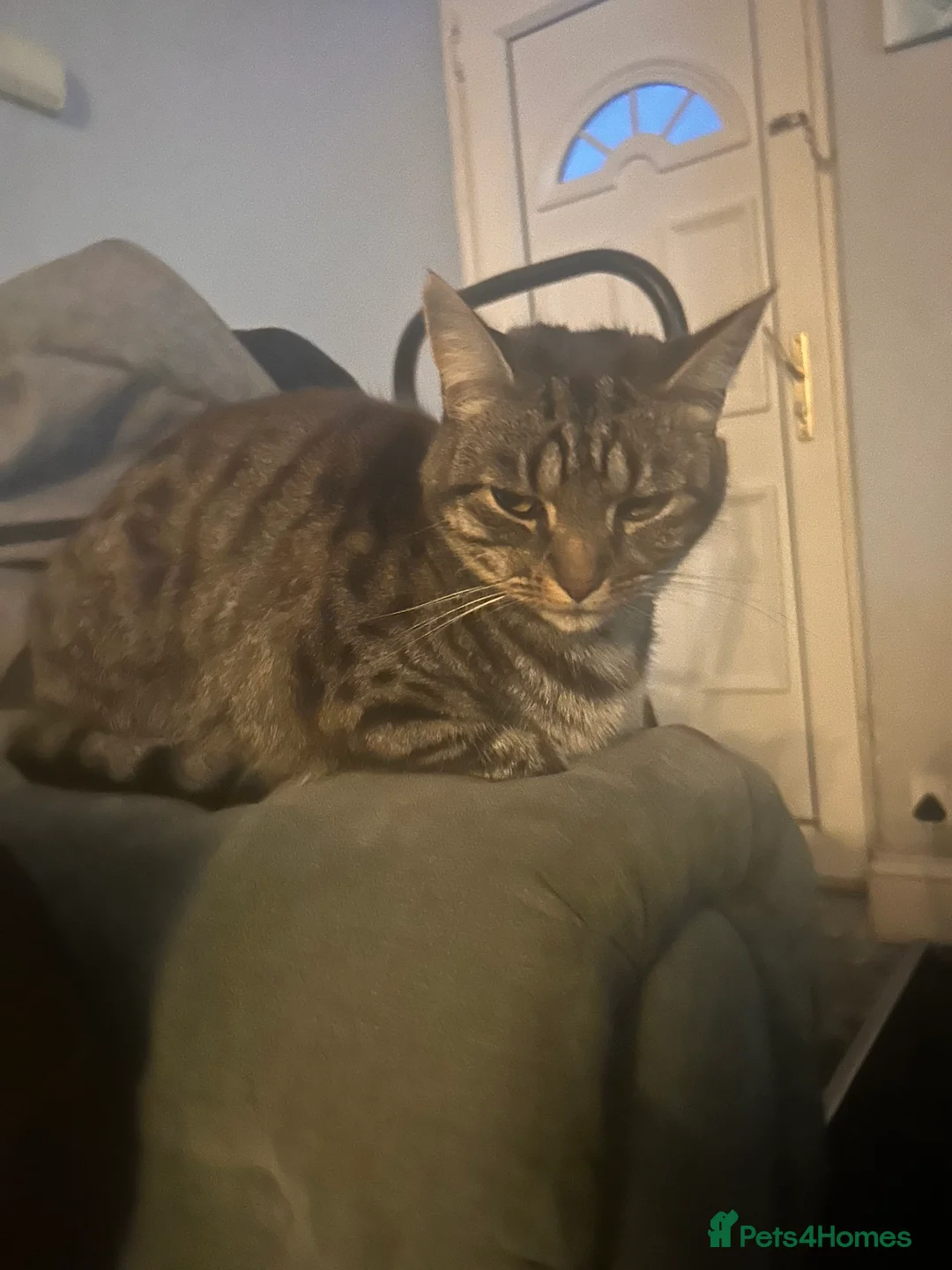 Mixed Breed cats for sale: Beautiful Male Tabby  in Lancaster - Advert 2