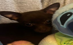 Mixed Breed dogs for sale: Chihuahua x  - Image 23