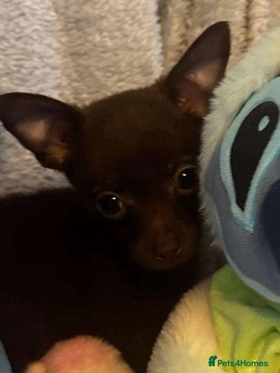 Mixed Breed dogs for sale: Chihuahua x  - Image 23