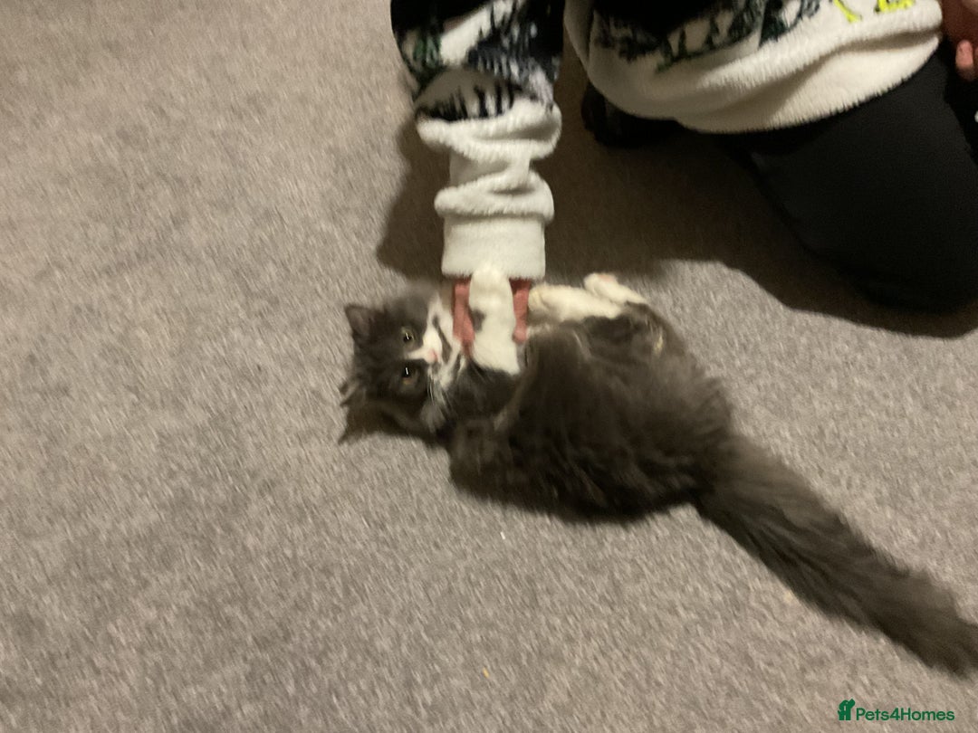 Mixed Breed cats for sale: 2 male kittens - Advert 7