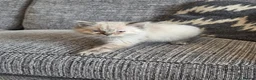 Ragdoll cats for sale: Beautiful ragdoll kittens  - Advert 5