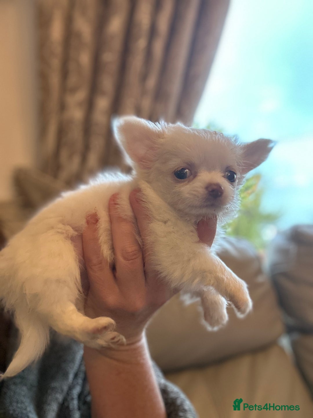 Chihuahua dogs for sale: Blue eyed beauty Russian import chihuahua  - Image 4