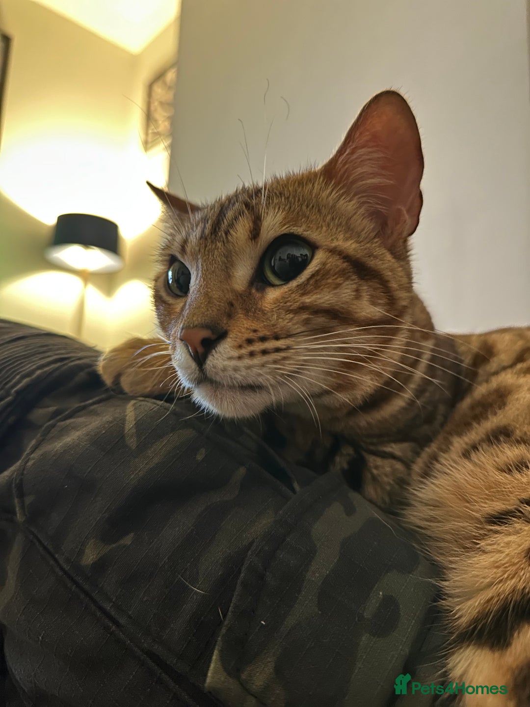 Bengal cats for sale: 2 year old bengal cats  - Image 6